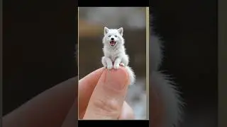Little animals