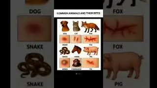 the bike for animals 🤔#subscribe #duet #astrology #facts #viral #trending #grow #shorts