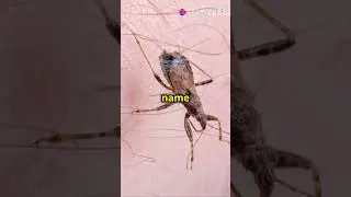 Top 5 Most Dangerous Insects! 🐜 #like #subsribe