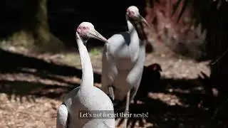 What Humans Learned From the Stork: The Bird That Inspired Real Engineering