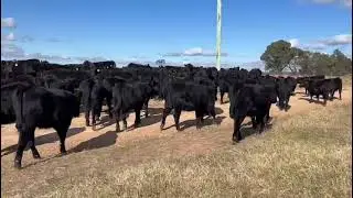 90 Angus Heifers