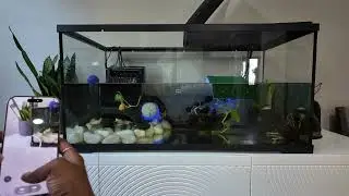 Turtle Tank Weekly Reset 🐌🐌🐢 #africansideneck #mysterysnail 40 Gallon 