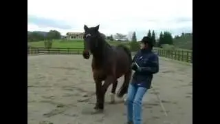 Horses @ Play