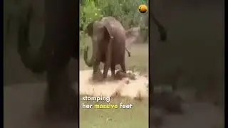 Mother elephant saves her baby from the big angry crocodile #elephant #wildlife #animals