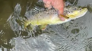 Fly fishing at Little Juniata River