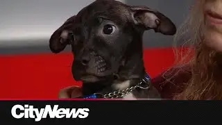 Tips on taking care of your pets during solar eclipse