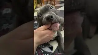 Подписывайся может ты увидишь именно своего щеночка 🥰Puppies for sale