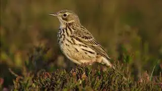 Anthus pratensis