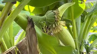 The BEST banana plant for Texas