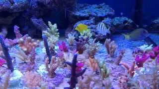 sps frags II - AQUA-MOR - www.zanclus.net