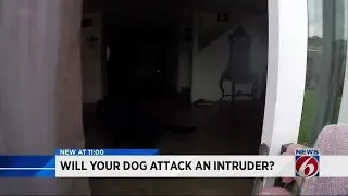 What would your dog do if an intruder entered your home?