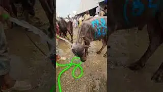 Preparations for the sacrifice Eid ul Adha || deonar Bakra Mandi live update