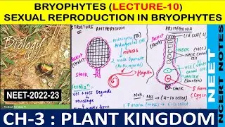 Plant Kingdom Class 11 | Sexual Reproduction in Bryophytes in Hindi | Lecture - 10 |NEET-2022 & 2023