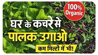 कचरे से ग्रो बॅग को भरकर उगाये सब्जीयाँ 💚 Kitchen Waste#पालक#garden #organic garden 