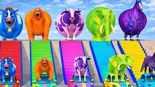 Cow vs Elephant Mega Slide Challenge  Funny 3D Animal Game