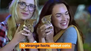 10 Strange Facts About Cats