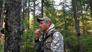 Манки на рябчика 