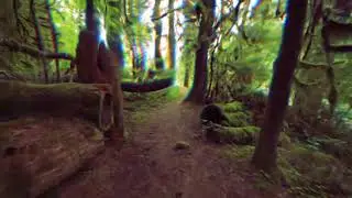 LSD Simulation   Walking Through A Forest ACCURATE