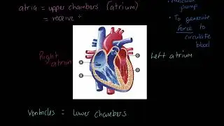 AQA GCSE PE: Structure of the Heart