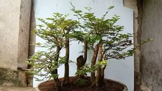 PRUNING TOTAL BONSAI JERUK KINGKIT GROUPING