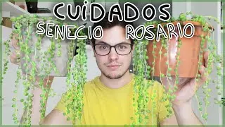 Curio rowleyanus - CUIDADOS - PROPAGACI&Oacute;N - TIPS
