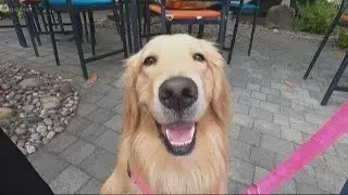 Instagram famous dog makes stop in Portland