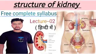 Structure of Kidney in Hindi | English | location | Function | lecture-02 | 