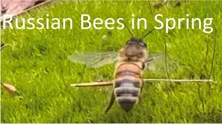 Spring, Russian Bees and Russian Roulette