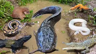 Menangkap ikan lele jumbo dalam lubang ada banyak hewan seram seperti ular,buaya,ikan mas,ikan gabus