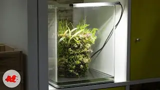 Terra Base with Orchid!
