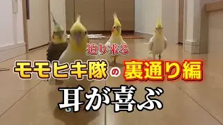 耳が喜ぶ設計！ オカメインコ4羽モモヒキ隊の「足音、ざわつき、破壊」がてんこ盛り！【見て/聴いて楽しめる】 #cockatiel #ASMR #オカメインコ #モモヒキ隊 #bird #鳥馬鹿メラ