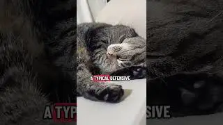 How do cats express dissatisfaction #cat #catslover #pets #cats #shorts