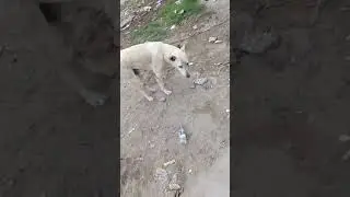 Dosto aaj toh kalie ne ek smeki ko jo drugs drink krte h bhaga kar choda wafadar hote h jha rehta ha