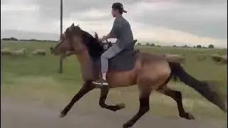 Xalilo vs Sarıxan