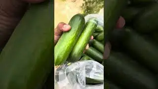 Net house cucumber crop protected farming