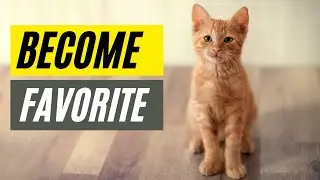 7 Ways Cats Choose Their Favorite Person
