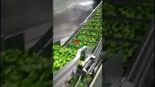Frozen Broccoli Production Line Broccoli Vegetable quick freezing processing line  Plant