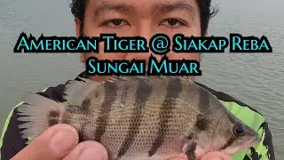 American Tiger @ Siakap Reba- Vlog #32