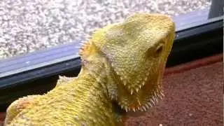 Red Phase Hypo bearded dragon update april 2012