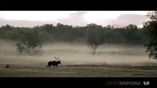 Bugling In The Mist &ndash; Elk on the C M Russell Wildlife Refuge