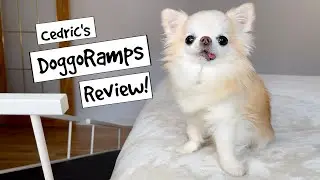 DoggoRamps Small Dog Bed Safety Ramp Review And Unboxing | Chihuahua Cedric