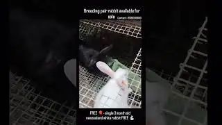 Breeding pair price-1200/-(FREE  3month old white rabbit).Contact - 8939165650.Chennai#pets #rabbit