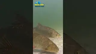 Ide fishing with underwater footage! #idefishing #idmete #fishingvideo