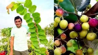 మా గార్డెన్ లో కి ఫాల్సా మొక్క వచ్చింది|| how to grow phalsa plant  || ఫాల్సా మొక్కను ఎలా పెంచాలి