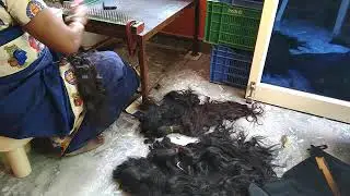 VIRGIN INDIAN HUMAN HAIR BULK BUSINESS in CHENNAI INDIA