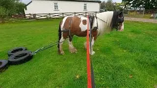 Rambo The Coloured Gypsy Cob.  Carriage Driving Boot Camp. Day 3