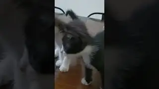 siblings 😘#bondingwithpets #trendingcats #cutecats