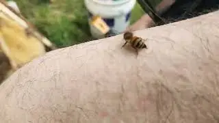Tree Hive - foundationless frames just 9 days - beekeeping - brother cameraman! June 4