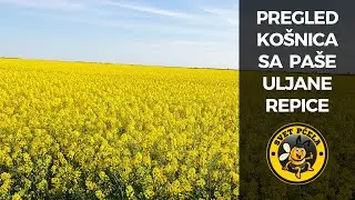 Brzo punjenje medišnih ramova bez prevešavanja u DB košnici - Pčelarstvo 2022