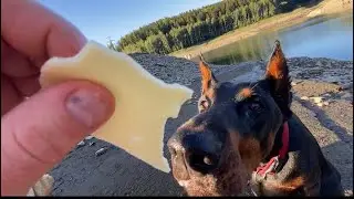 Dobermann Jeff und Labrador Bobby lieben K&auml;se